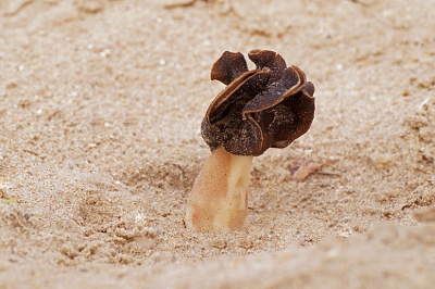 <i class='fa fa-user'></i>&nbsp;Jelle Bakker&nbsp;|  Nonnenkapkluifzwam&nbsp; <i class='fa fa-eye'>&nbsp;11</i> &nbsp; <i class='fa fa-comment-o'>&nbsp;0</i>