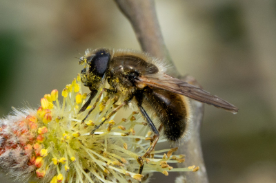 Een koude ochtend, maar uit de wind en in de zon. Zat op de katjes van een omgevallen wilg