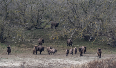 Nature picture: 1. Wisent