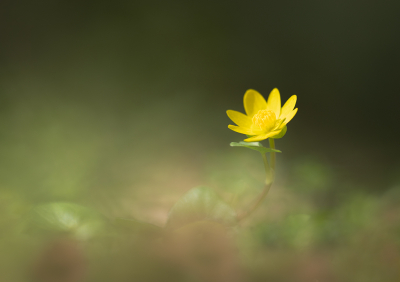 Nature picture: 1. Gewoon Speenkruid