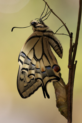 <i class='fa fa-user'></i>&nbsp;daan de vos&nbsp;|  Koninginnenpage&nbsp; <i class='fa fa-eye'>&nbsp;21</i> &nbsp;<i class='fa fa-thumbs-up'>&nbsp;1</i> &nbsp; <i class='fa fa-comment-o'>&nbsp;2</i>