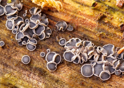 <i class='fa fa-user'></i>&nbsp;Jelle Bakker&nbsp;|  Grijze Viltmollisia&nbsp; <i class='fa fa-eye'>&nbsp;30</i> &nbsp; <i class='fa fa-comment-o'>&nbsp;1</i>