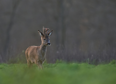 <i class='fa fa-user'></i>&nbsp;robert-jan&nbsp;|  Ree&nbsp; <i class='fa fa-eye'>&nbsp;30</i> &nbsp;<i class='fa fa-thumbs-up'>&nbsp;2</i> &nbsp; <i class='fa fa-comment-o'>&nbsp;1</i>