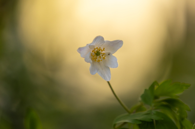 <i class='fa fa-user'></i>&nbsp;Pieter  LJ&nbsp;|  Bosanemoon&nbsp; <i class='fa fa-eye'>&nbsp;30</i> &nbsp; <i class='fa fa-comment-o'>&nbsp;2</i>