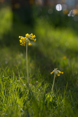 <i class='fa fa-user'></i>&nbsp;Willem Verhagen&nbsp;|  Gulden Sleutelbloem&nbsp; <i class='fa fa-eye'>&nbsp;12</i> &nbsp; <i class='fa fa-comment-o'>&nbsp;1</i>