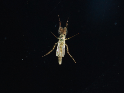 <i class='fa fa-user'></i>&nbsp;Louis56&nbsp;|  Dansmug&nbsp; <i class='fa fa-eye'>&nbsp;16</i> &nbsp; <i class='fa fa-comment-o'>&nbsp;3</i>