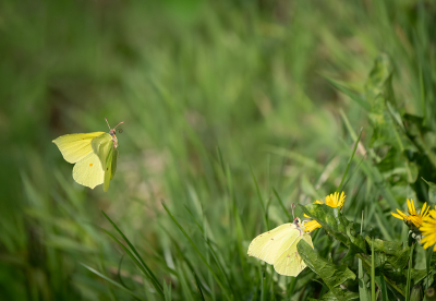 <i class='fa fa-user'></i>&nbsp;Jurgen Maassen&nbsp;|  Citroenvlinder&nbsp; <i class='fa fa-eye'>&nbsp;17</i> &nbsp; <i class='fa fa-comment-o'>&nbsp;3</i>