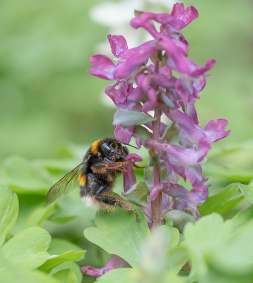 <i class='fa fa-user'></i>&nbsp;Tim Oord&nbsp;|  Aardhommel&nbsp; <i class='fa fa-eye'>&nbsp;8</i> &nbsp; <i class='fa fa-comment-o'>&nbsp;1</i>