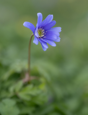 <i class='fa fa-user'></i>&nbsp;Tim Oord&nbsp;|  Blauwe Anemoon&nbsp; <i class='fa fa-eye'>&nbsp;8</i> &nbsp; <i class='fa fa-comment-o'>&nbsp;1</i>