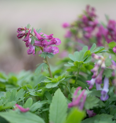 <i class='fa fa-user'></i>&nbsp;Tim Oord&nbsp;|  Vingerhelmbloem&nbsp; <i class='fa fa-eye'>&nbsp;8</i> &nbsp; <i class='fa fa-comment-o'>&nbsp;0</i>