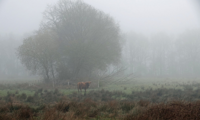 <i class='fa fa-user'></i>&nbsp;Tineke Strijbosch&nbsp;|  Mistig landschap met Schotse Hooglander&nbsp; <i class='fa fa-eye'>&nbsp;4</i> &nbsp; <i class='fa fa-comment-o'>&nbsp;2</i>