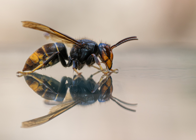 Nature picture: 1. Aziatische Hoornaar
