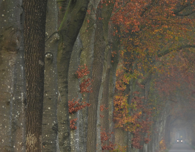 <i class='fa fa-user'></i>&nbsp;sieb&nbsp;|  Herfst (herinnering)&nbsp; <i class='fa fa-eye'>&nbsp;39</i> &nbsp; <i class='fa fa-comment-o'>&nbsp;4</i>