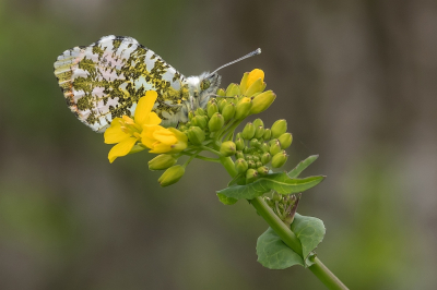 <i class='fa fa-user'></i>&nbsp;Johan van Gurp&nbsp;|  Oranjetipje&nbsp; <i class='fa fa-eye'>&nbsp;18</i> &nbsp; <i class='fa fa-comment-o'>&nbsp;0</i>