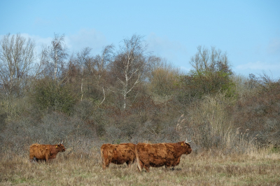 2. Bos taurus / Schotse Hooglander / Highland Cattle