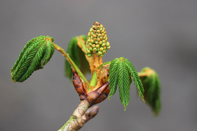 4. Aesculus hippocastanum / Witte Paardenkastanje / Horse-chestnut