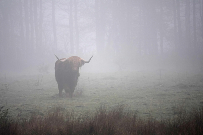 Nature picture: 1. Schotse Hooglander in de mist