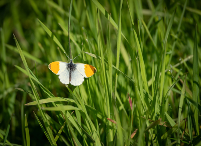 <i class='fa fa-user'></i>&nbsp;Jurgen Maassen&nbsp;|  Oranjetipje&nbsp; <i class='fa fa-eye'>&nbsp;2</i> &nbsp; <i class='fa fa-comment-o'>&nbsp;0</i>