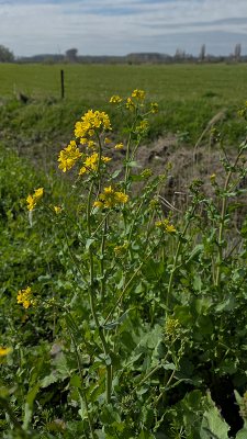 <i class='fa fa-user'></i>&nbsp;guidomwm&nbsp;|  Raapzaad&nbsp; <i class='fa fa-eye'>&nbsp;7</i> &nbsp; <i class='fa fa-comment-o'>&nbsp;0</i>