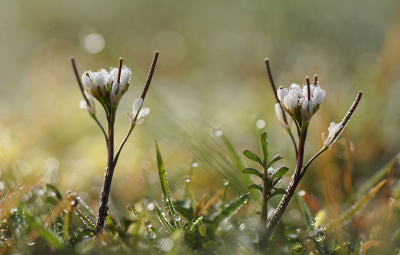 <i class='fa fa-user'></i>&nbsp;Nel R&nbsp;|  Kleine Veldkers&nbsp; <i class='fa fa-eye'>&nbsp;16</i> &nbsp; <i class='fa fa-comment-o'>&nbsp;0</i>