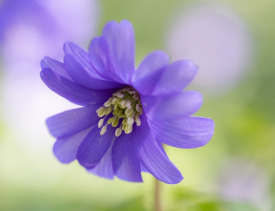 <i class='fa fa-user'></i>&nbsp;Tim Oord&nbsp;|  Blauwe Anemoon&nbsp; <i class='fa fa-eye'>&nbsp;4</i> &nbsp; <i class='fa fa-comment-o'>&nbsp;0</i>