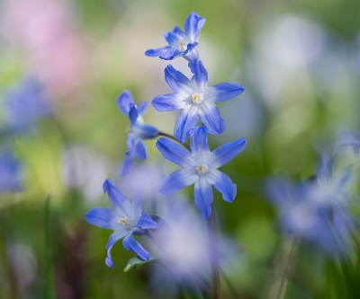 <i class='fa fa-user'></i>&nbsp;Tim Oord&nbsp;|  Grote Sneeuwroem&nbsp; <i class='fa fa-eye'>&nbsp;4</i> &nbsp; <i class='fa fa-comment-o'>&nbsp;0</i>