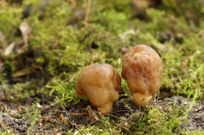 <i class='fa fa-user'></i>&nbsp;Jelle Bakker&nbsp;|  Vingerhoedje&nbsp; <i class='fa fa-eye'>&nbsp;15</i> &nbsp; <i class='fa fa-comment-o'>&nbsp;0</i>