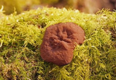 <i class='fa fa-user'></i>&nbsp;Jelle Bakker&nbsp;|  Grote Voorjaarsbekerzwam&nbsp; <i class='fa fa-eye'>&nbsp;7</i> &nbsp; <i class='fa fa-comment-o'>&nbsp;0</i>