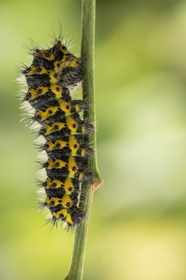 <i class='fa fa-user'></i>&nbsp;daan de vos&nbsp;|  Nachtpauwoog&nbsp; <i class='fa fa-eye'>&nbsp;23</i> &nbsp;<i class='fa fa-thumbs-up'>&nbsp;1</i> &nbsp; <i class='fa fa-comment-o'>&nbsp;1</i>