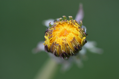 <i class='fa fa-user'></i>&nbsp;Paul Vandebroek&nbsp;|  Paardenbloem&nbsp; <i class='fa fa-eye'>&nbsp;13</i> &nbsp; <i class='fa fa-comment-o'>&nbsp;0</i>