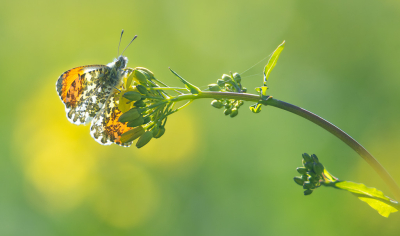 Nature picture: 1. Oranjetipje