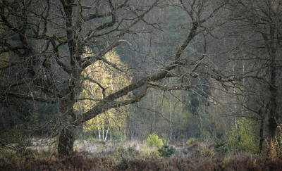 <i class='fa fa-user'></i>&nbsp;nelappelmelk&nbsp;|  Lente&nbsp; <i class='fa fa-eye'>&nbsp;25</i> &nbsp;<i class='fa fa-thumbs-up'>&nbsp;2</i> &nbsp; <i class='fa fa-comment-o'>&nbsp;2</i>