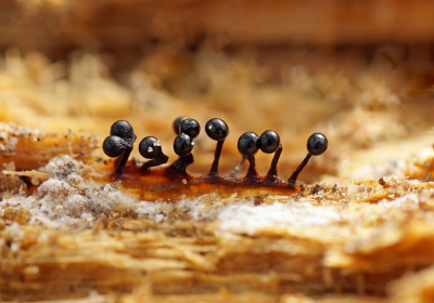 <i class='fa fa-user'></i>&nbsp;Jelle Bakker&nbsp;|  Donkerbruin Kelkpluisje&nbsp; <i class='fa fa-eye'>&nbsp;28</i> &nbsp; <i class='fa fa-comment-o'>&nbsp;1</i>