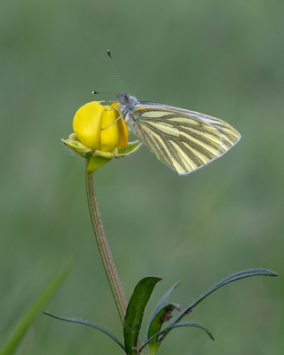 <i class='fa fa-user'></i>&nbsp;Johan van Gurp&nbsp;|  Klein Geaderd Witje&nbsp; <i class='fa fa-eye'>&nbsp;16</i> &nbsp;<i class='fa fa-thumbs-up'>&nbsp;1</i> &nbsp; <i class='fa fa-comment-o'>&nbsp;1</i>