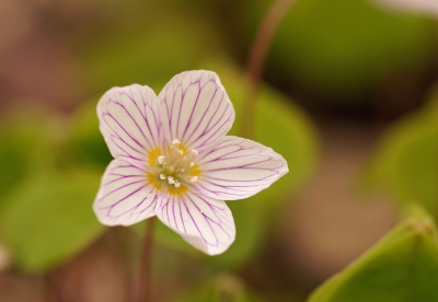 <i class='fa fa-user'></i>&nbsp;Jelle Bakker&nbsp;|  Witte Klaverzuring&nbsp; <i class='fa fa-eye'>&nbsp;8</i> &nbsp; <i class='fa fa-comment-o'>&nbsp;0</i>