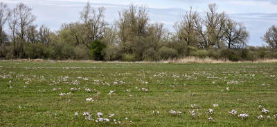 <i class='fa fa-user'></i>&nbsp;guidomwm&nbsp;|  Landschap met pinksterbloemen&nbsp; <i class='fa fa-eye'>&nbsp;5</i> &nbsp; <i class='fa fa-comment-o'>&nbsp;0</i>