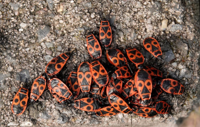 <i class='fa fa-user'></i>&nbsp;ko katsman&nbsp;|  Vuurwants&nbsp; <i class='fa fa-eye'>&nbsp;2</i> &nbsp; <i class='fa fa-comment-o'>&nbsp;0</i>