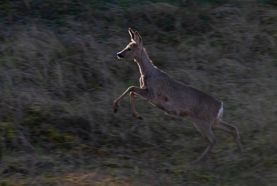 <i class='fa fa-user'></i>&nbsp;Eef Kieft&nbsp;|  Ree&nbsp; <i class='fa fa-eye'>&nbsp;2</i> &nbsp; <i class='fa fa-comment-o'>&nbsp;0</i>