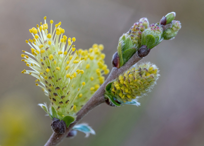 <i class='fa fa-user'></i>&nbsp;Eef Kieft&nbsp;|  Kruipwilg&nbsp; <i class='fa fa-eye'>&nbsp;2</i> &nbsp; <i class='fa fa-comment-o'>&nbsp;0</i>