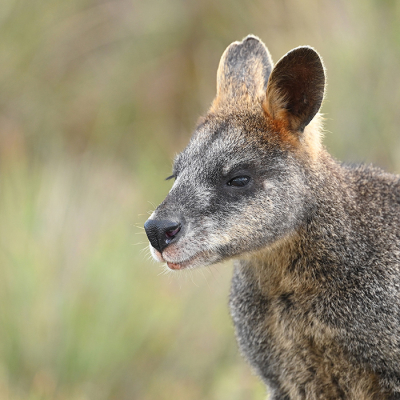 <i class='fa fa-user'></i>&nbsp;Eric Gibcus&nbsp;|  Moeraswallaby&nbsp; <i class='fa fa-eye'>&nbsp;13</i> &nbsp; <i class='fa fa-comment-o'>&nbsp;0</i>