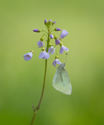 <i class='fa fa-user'></i>&nbsp;Jurgen Maassen&nbsp;|  Klein Koolwitje&nbsp; <i class='fa fa-eye'>&nbsp;17</i> &nbsp;<i class='fa fa-thumbs-up'>&nbsp;2</i> &nbsp; <i class='fa fa-comment-o'>&nbsp;1</i>