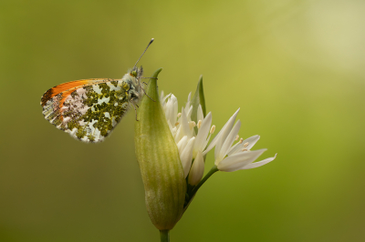 <i class='fa fa-user'></i>&nbsp;daan de vos&nbsp;|  Oranjetipje&nbsp; <i class='fa fa-eye'>&nbsp;22</i> &nbsp;<i class='fa fa-thumbs-up'>&nbsp;2</i> &nbsp; <i class='fa fa-comment-o'>&nbsp;2</i>