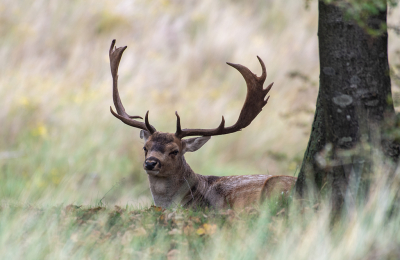 <i class='fa fa-user'></i>&nbsp;Eef Kieft&nbsp;|  Damhert&nbsp; <i class='fa fa-eye'>&nbsp;17</i> &nbsp;<i class='fa fa-thumbs-up'>&nbsp;1</i> &nbsp; <i class='fa fa-comment-o'>&nbsp;1</i>