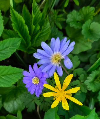 Het Speenkruid wordt hier vergezeld van de Oostelijke Anemoon: richting Turkije zijn ze algemeen. Deze is verwilderd en groeit ergens in een stukje bos samen met het Speenkruid dat algemeen is in onze regio.