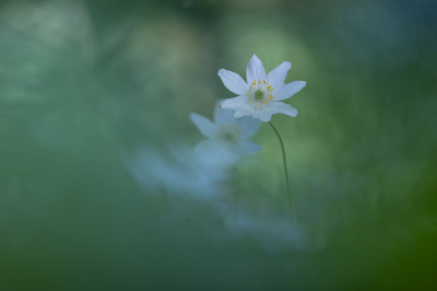 Nature picture: 1. Bosanemoon