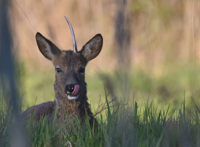 <i class='fa fa-user'></i>&nbsp;robert-jan&nbsp;|  Ree&nbsp; <i class='fa fa-eye'>&nbsp;25</i> &nbsp;<i class='fa fa-thumbs-up'>&nbsp;1</i> &nbsp; <i class='fa fa-comment-o'>&nbsp;2</i>