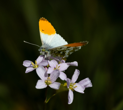 <i class='fa fa-user'></i>&nbsp;David&nbsp;|  Oranjetipje&nbsp; <i class='fa fa-eye'>&nbsp;17</i> &nbsp; <i class='fa fa-comment-o'>&nbsp;0</i>