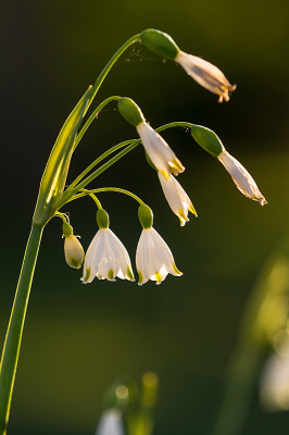 <i class='fa fa-user'></i>&nbsp;Willem Verhagen&nbsp;|  Zomerklokje&nbsp; <i class='fa fa-eye'>&nbsp;9</i> &nbsp; <i class='fa fa-comment-o'>&nbsp;0</i>