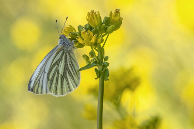 Nature picture: 1. Klein Geaderd Witje