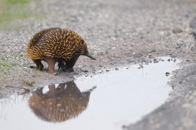 <i class='fa fa-user'></i>&nbsp;Eric Gibcus&nbsp;|  Mierenegel&nbsp; <i class='fa fa-eye'>&nbsp;14</i> &nbsp; <i class='fa fa-comment-o'>&nbsp;2</i>